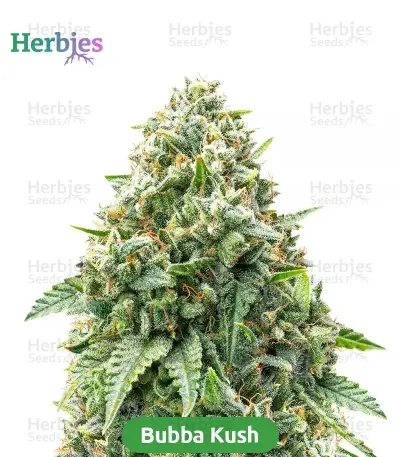 Starter Bundle #2: 3x3 seeds (Mixed)