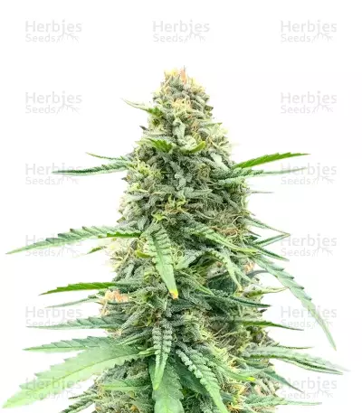 Vanilla Latte Autoflower feminisierte Samen (Humboldt Seed Company)