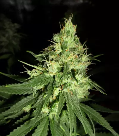 Lemon OG Kush (DNA Genetics) Cannabis-Samen