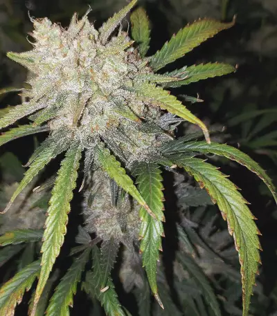 Original Auto AK (Fast Buds) Cannabis-Samen