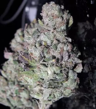 Train Wreck (GHS) Cannabis-Samen