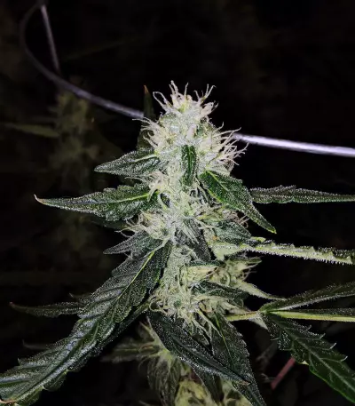 Amnesia Haze Auto strain