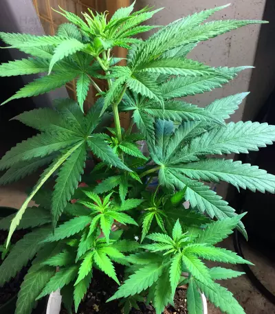 Auto Ghost OG (Original Sensible Seeds) Cannabis-Samen