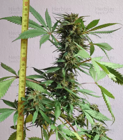 Auto New York City Diesel (Advanced Seeds) Cannabis-Samen