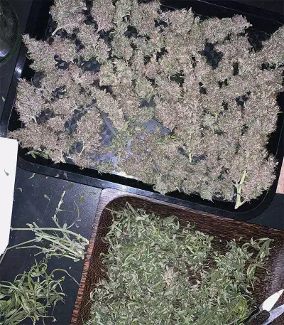 Auto Purple (Original Sensible Seeds) Cannabis-Samen