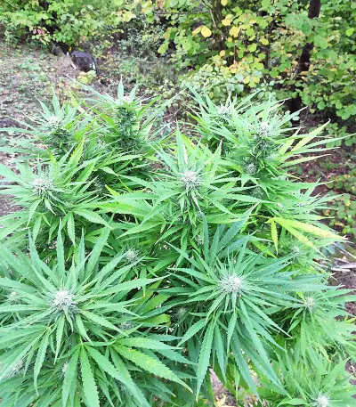 BCN Critical XXL