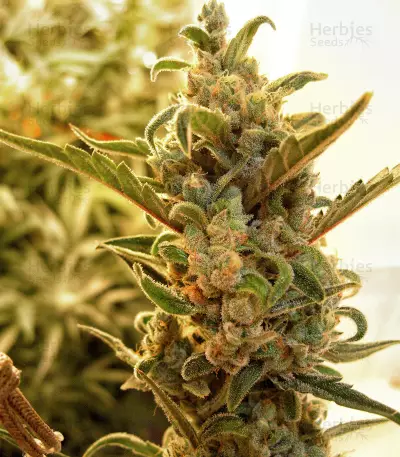 Berry Ryder Auto (Auto Seeds) Cannabis-Samen