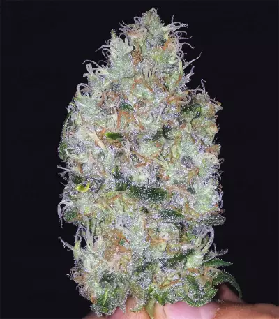 Big Bomb (Bomb Seeds) Cannabis-Samen