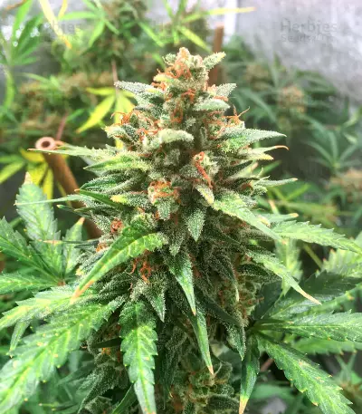 Big Bud Auto-Samen (Herbies Seeds)