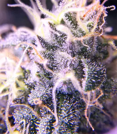 Chem Berry D regular (Dark Horse Genetics) Cannabis-Samen