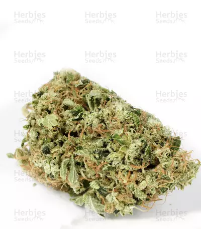 Chemdawg #4 (Big Head Seeds) Cannabis-Samen