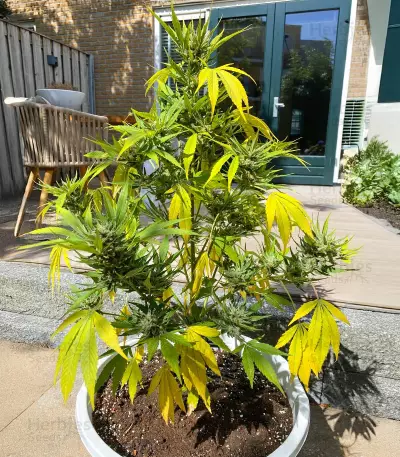 Guava Auto feminisierte Samen (Fast Buds)