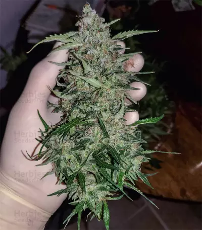 Girl Scout Cookies Auto (Garden Of Green) Cannabis-Samen