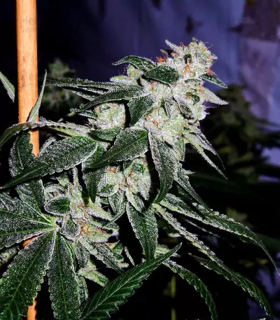 Gorilla (00 Seeds) Cannabis-Samen