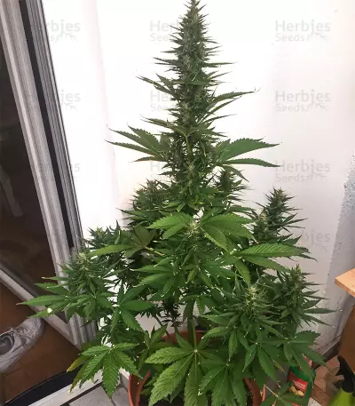 Hindu Kush Automatic (Sensi Seeds) Cannabis-Samen