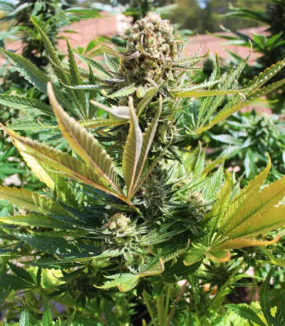 King Kong (Dr. Underground) Cannabis-Samen