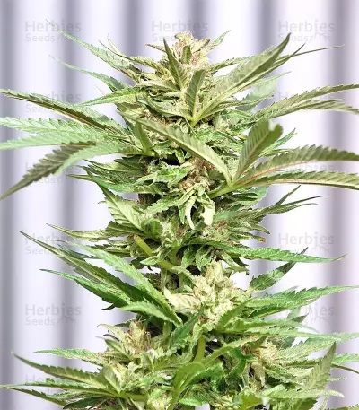 Mangobiche Kush Regular (CannaBioGen) Cannabis-Samen