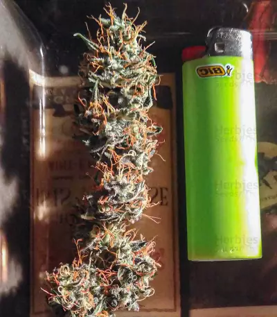Narcotherapy Auto (Cream of the Crop Seeds) Cannabis-Samen