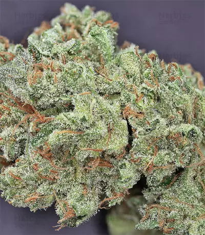 Northern Lights Autoflower feminisierte Samen (Seedstockers)