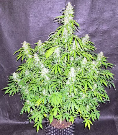 Northern Lights Autoflower feminisierte Samen (Seedstockers)