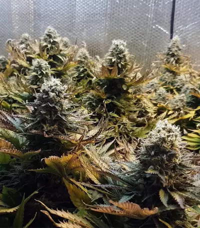 Original Glue (Nirvana Seeds) Cannabis-Samen
