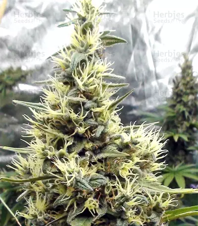 Panama Haze (Ace Seeds) Cannabis-Samen