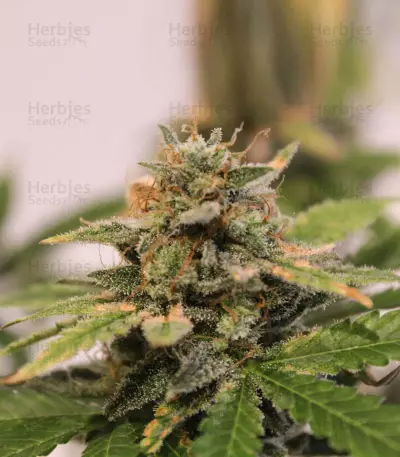 Skunk #1 (Sensi Seeds) Cannabis-Samen