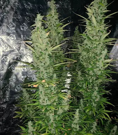 Super Critical Auto (GHS) Cannabis-Samen