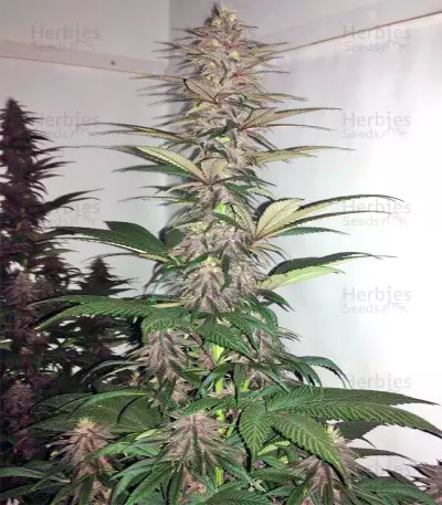 Violeta Regular (Ace Seeds) Cannabis-Samen