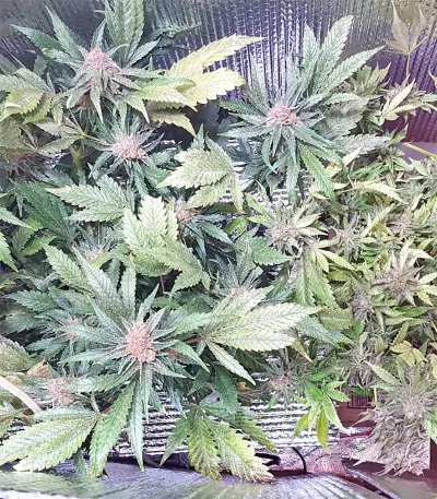 White Critical (White Widow +) (Original Sensible Seeds) Cannabis-Samen