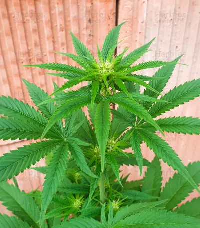 Critical Lights (Expert Seeds) Cannabis-Samen