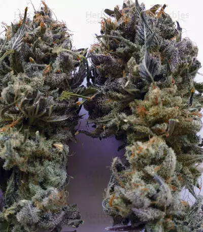 Gorilla Breath (Humboldt Seeds Organization) Cannabis-Samen