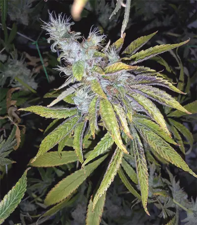 Kushberry (DNA Genetics) Cannabis-Samen