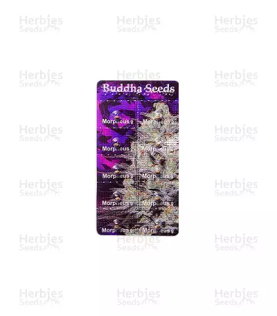 Morpheus CBD (Buddha Seeds) Cannabis-Samen