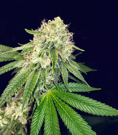 Purple Punch x Lemon Drizzle feminisierte Samen (Barney’s Farm)