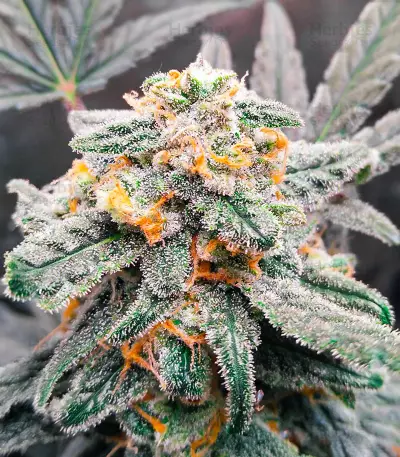 Quarter Pounder Autoflower feminisierte Samen (EGS)