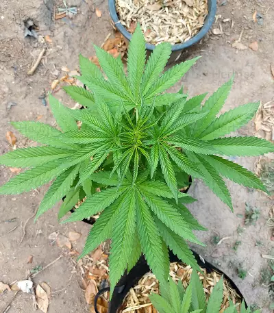 Royal Moby (RQS) Cannabis-Samen