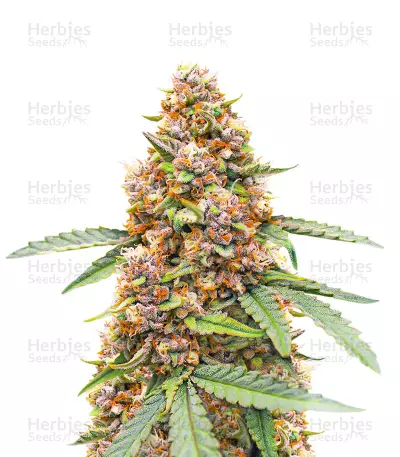 Runtz Autoflower feminisierte Samen (EGS)