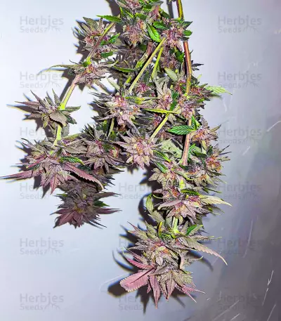 Still Bubba feminisierte Samen (AlphaFem Seeds)
