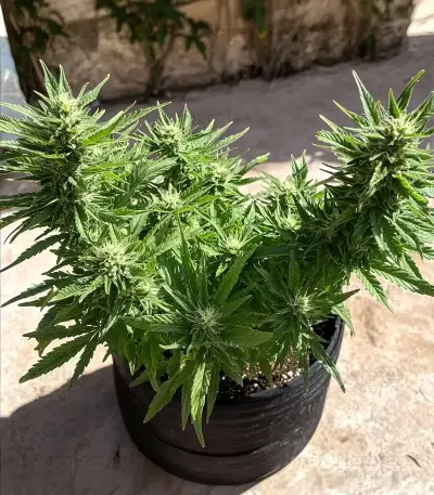 Auto Bruce Banner XXL (Advanced Seeds)