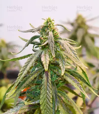 Bubba Kush Samen feminisiert (Barney's Farm)