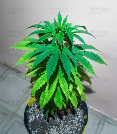 Bubba Kush (GHS) Cannabis-Samen