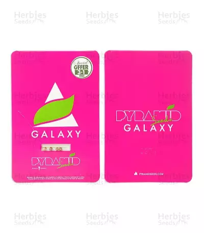 Galaxy (Pyramid Seeds) Cannabis-Samen