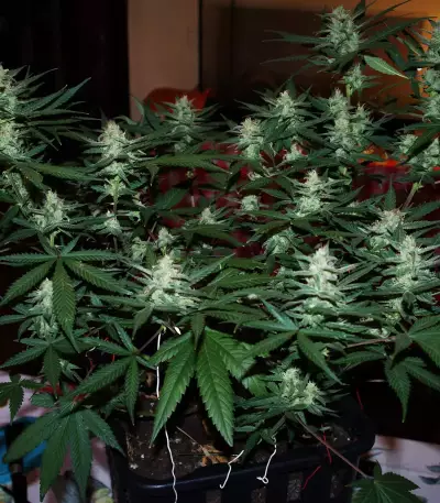 Gelato Auto feminisierte Samen (Fast Buds)