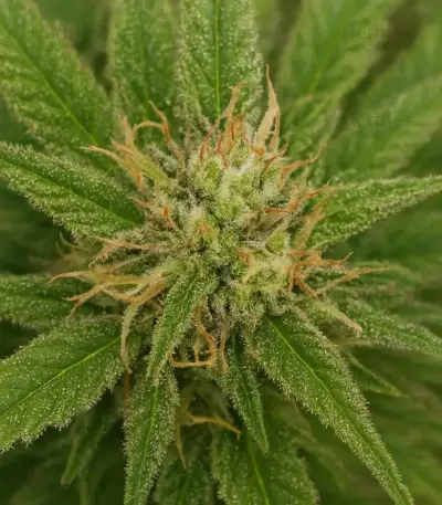 Mango Frost Auto (Fast Buds)