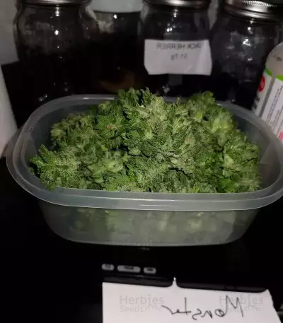 Monster GG#4 Original Glue (Monster Genetics) Cannabis-Samen