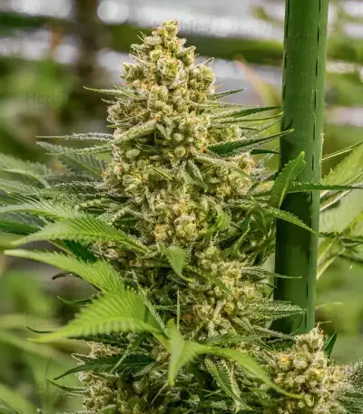 Princess Haze feminisierte Samen (Brothers Grimm Seeds)