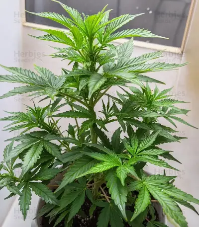 Purple Stilton Auto (Auto Seeds) Cannabis-Samen