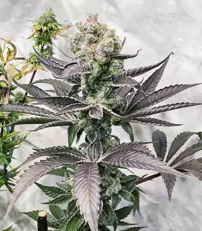 Section 781 (Blimburn x Herbies)