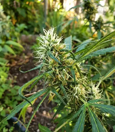 Shamanic Haze (De Sjamaan Seeds) Cannabis-Samen